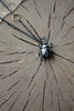RHINO BEETLE